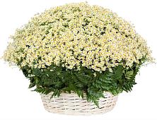 Цветочная композиция из Ромашки в корзине #REPLACE_PRED# Березняки